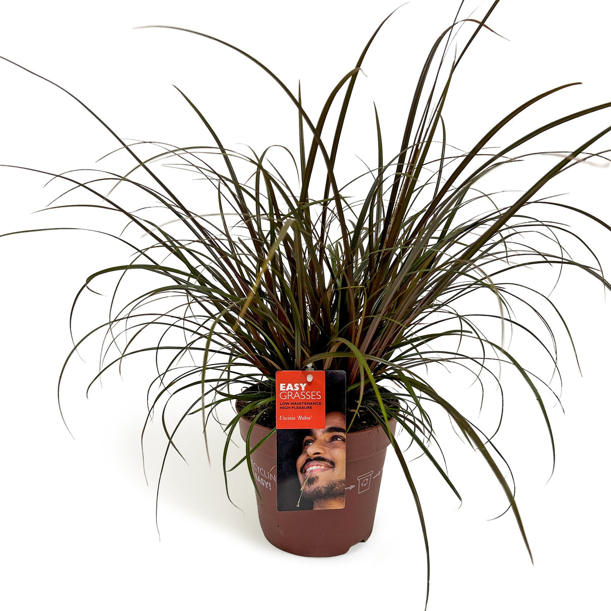 Uncinia Rubra 35cm 17cm Pot
