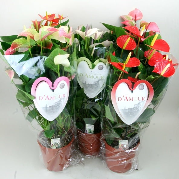 Anthogether Evanty Anthurium mix Pack of 1