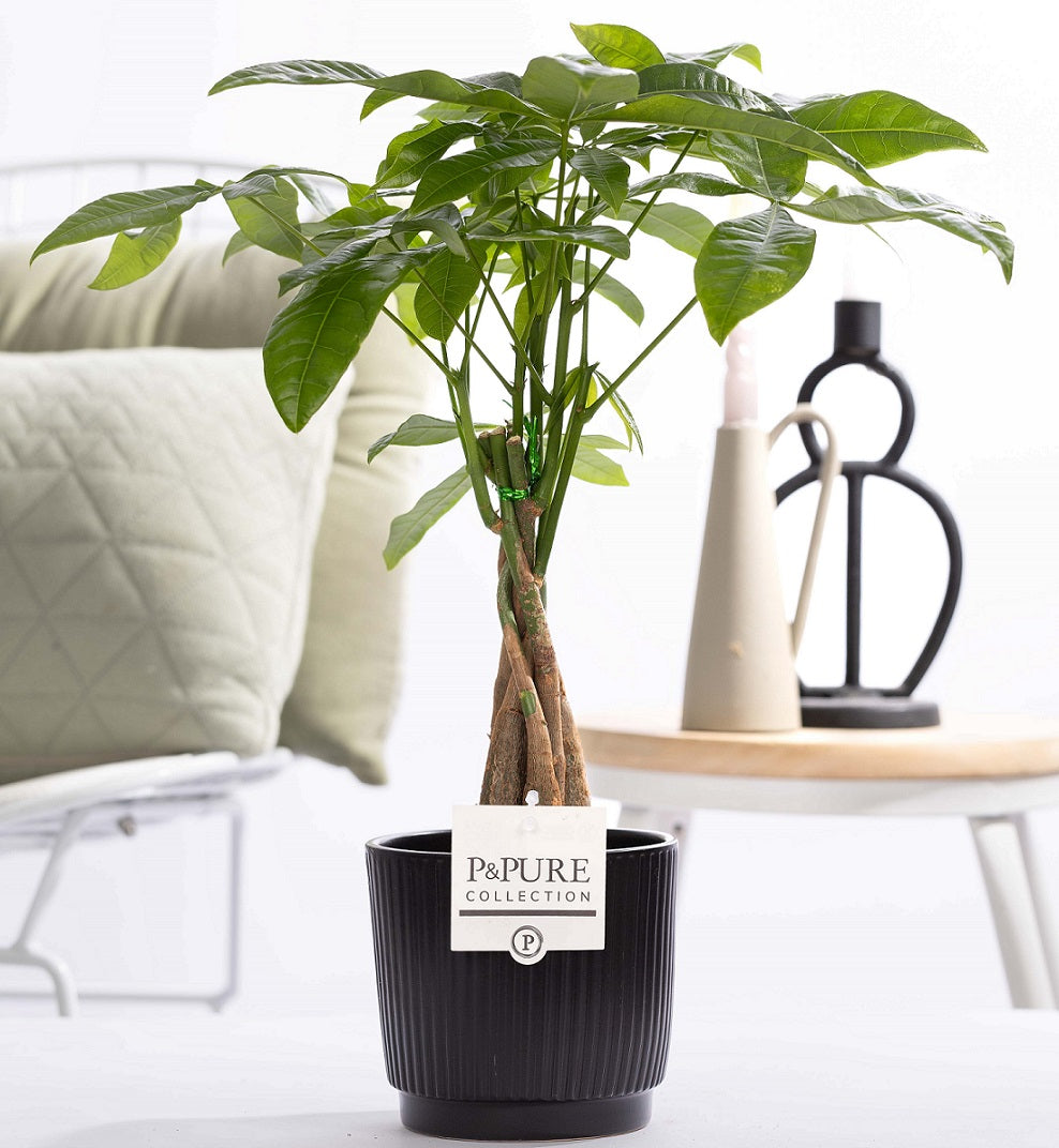 Pachira aquatica 45cm 12cm Pot