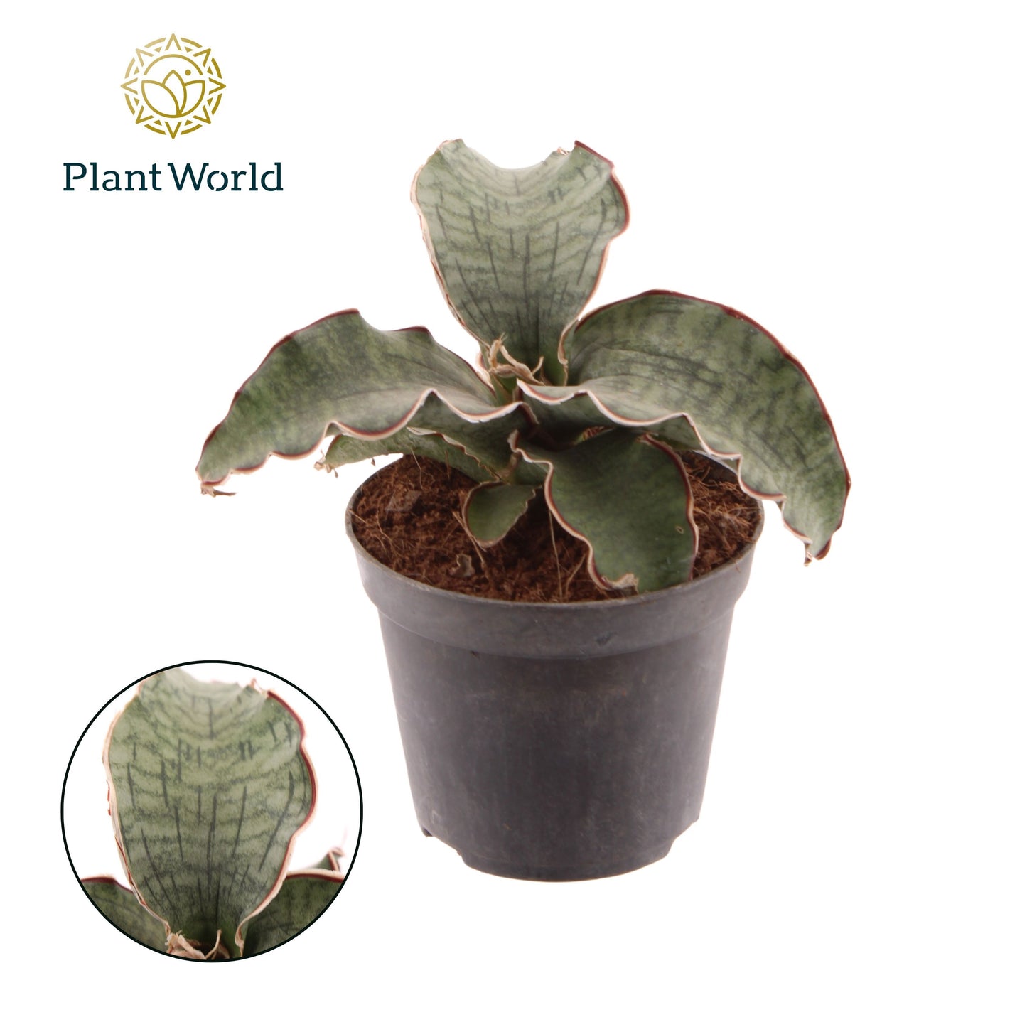 Sansevieria kirkii Silver Blue 20cm Special Pot (508)