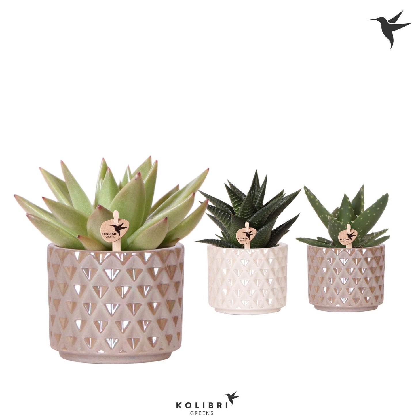 Succulent mix 11cm 6cm Pot