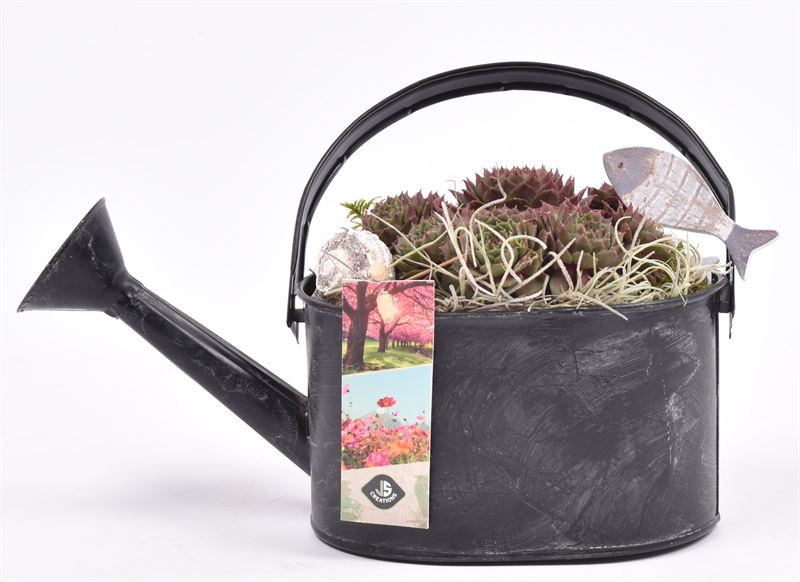 arr. Sempervivum 15cm Pot