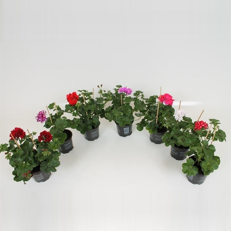 Pelargonium peltatum mix 28cm 510cm Pot