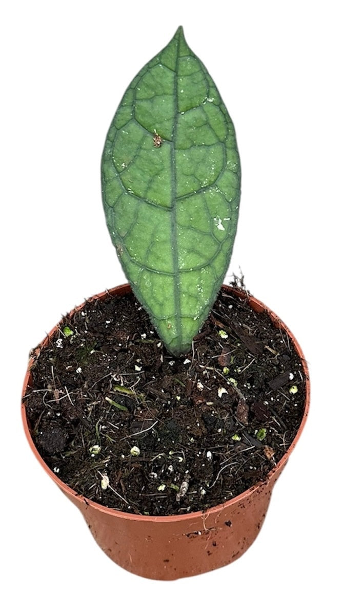 Hoya australis 15cm 10.5cm Pot