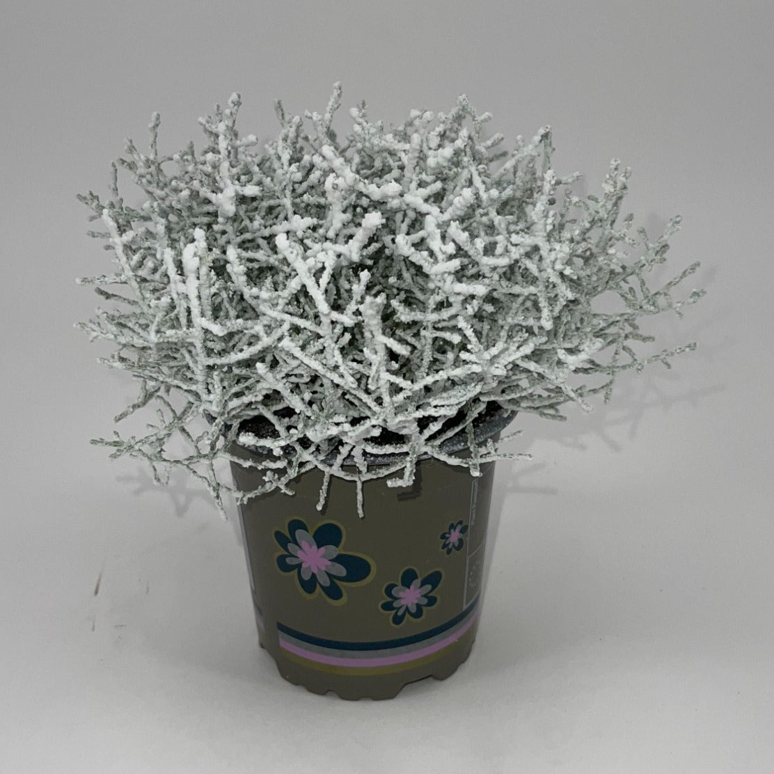 Leucophyta brownii 22cm 11cm Pot