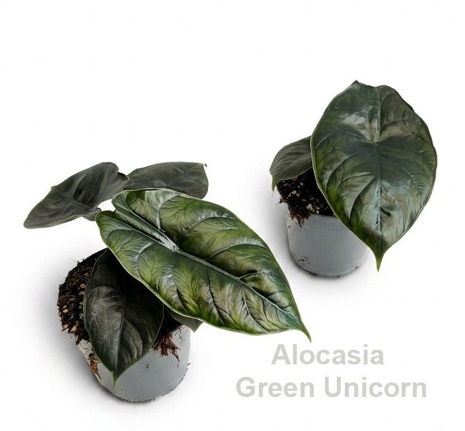 Alocasia amazonica 20cm 12cm Pot