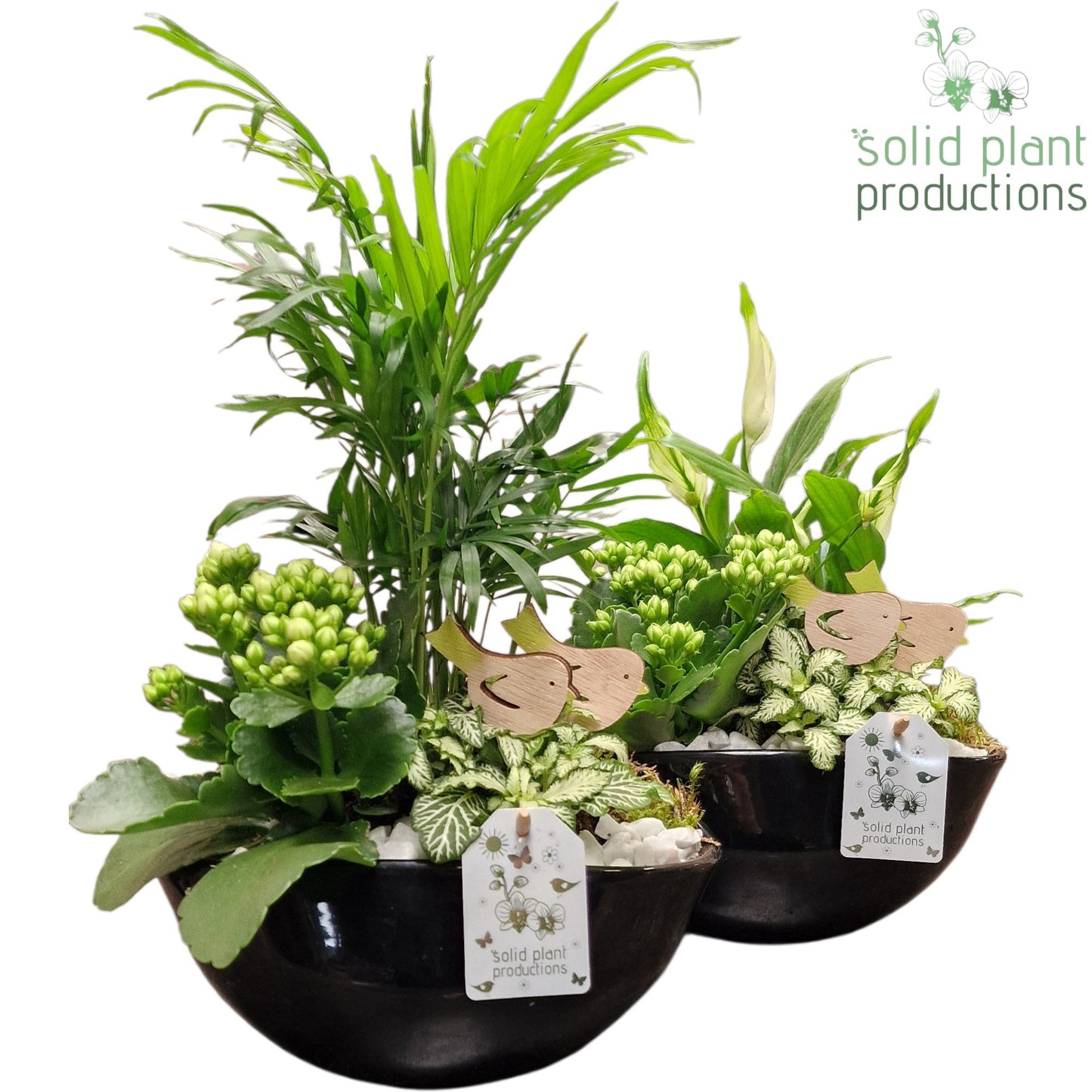 SC005 Evelyn Black Mix 35cm 22cm Pot