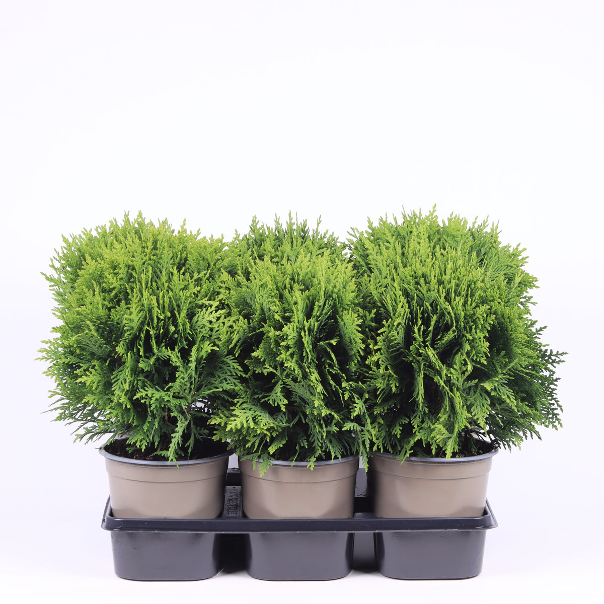 Thuja occidentalis Danica 30cm 15cm Pot