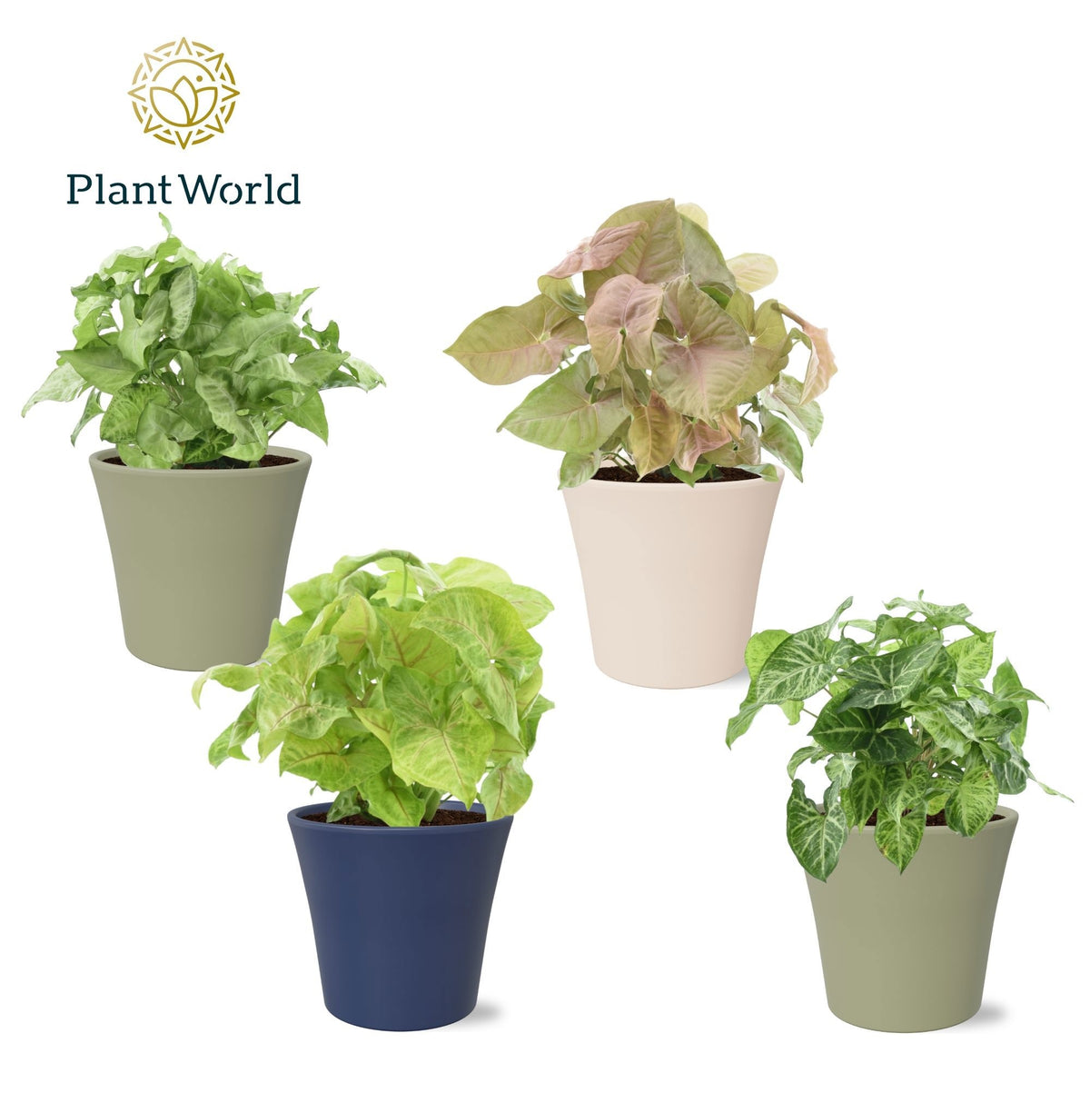 Syngonium mix in Coco keramiek 30cm 14cm Pot