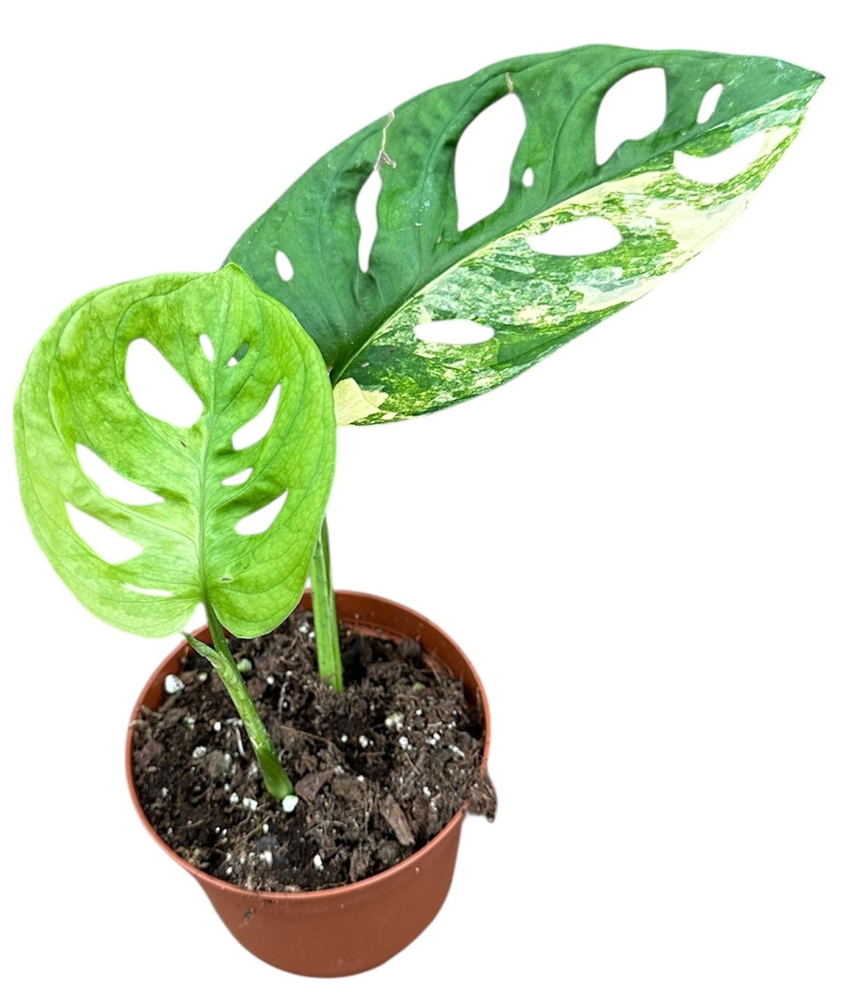 Monstera Variegated 25cm 510cm Pot