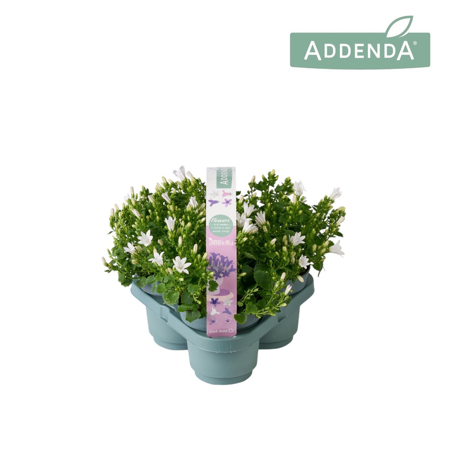 Campanula Ambella Intense white 17cm 510cm Pot