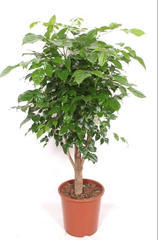 Radermachera sinica 120cm 27cm Pot