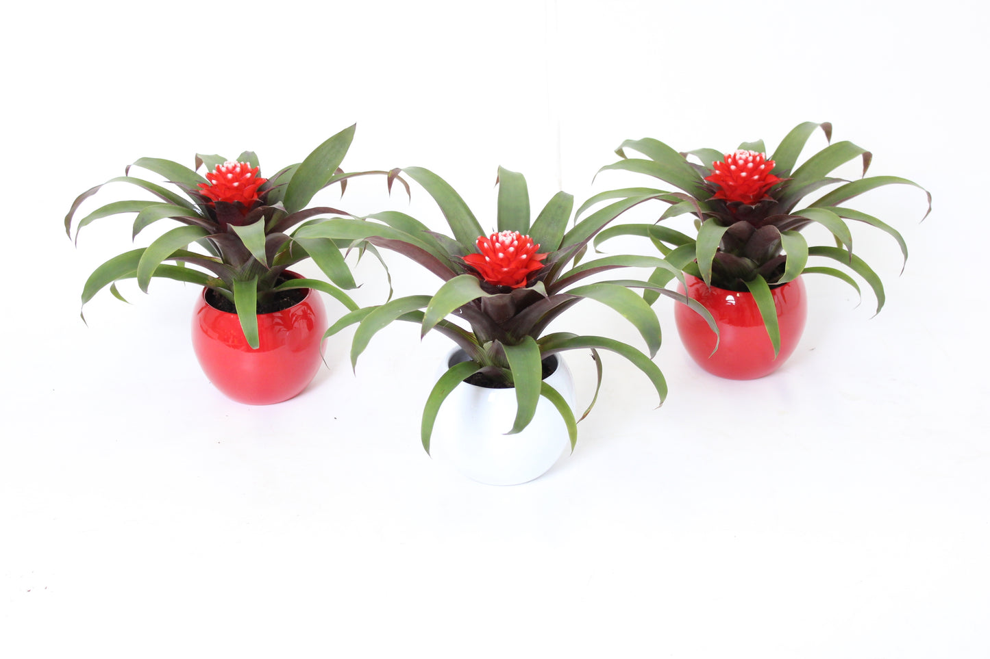 Guzmania Priscilla 25cm 11cm Pot