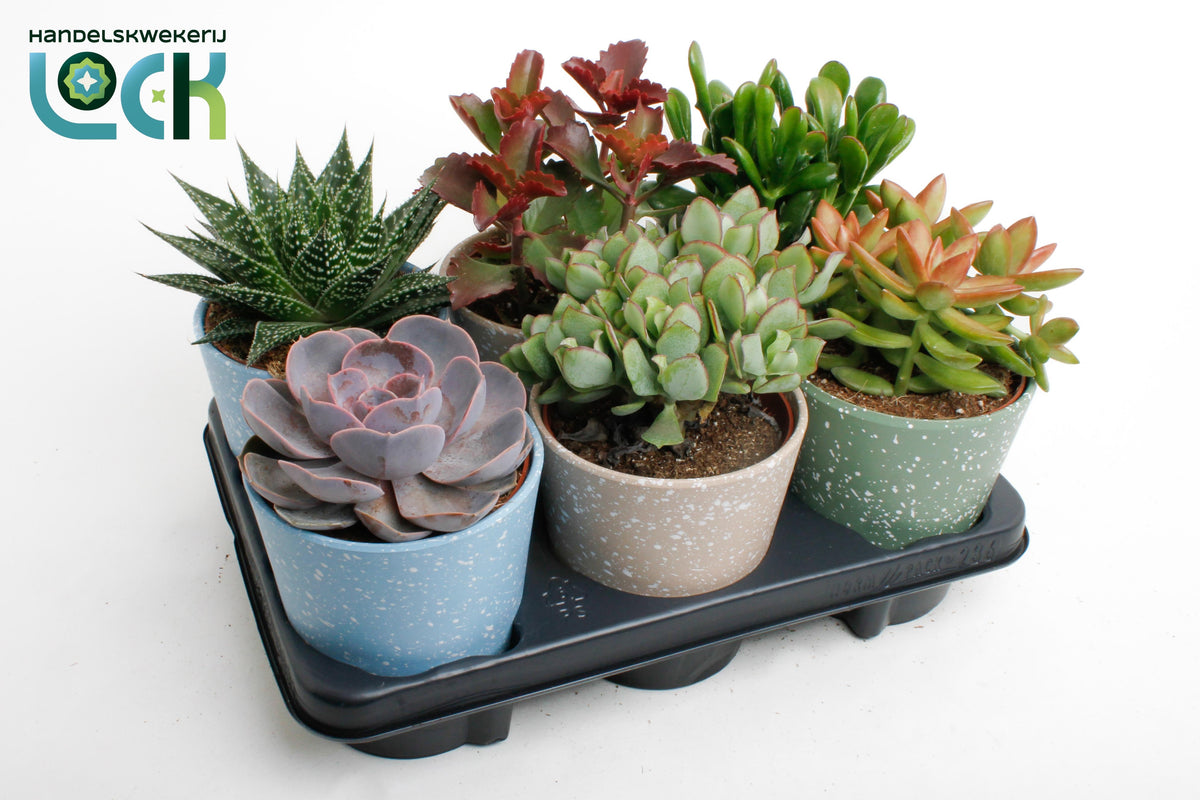 Succulent mix 20cm 12cm Pot