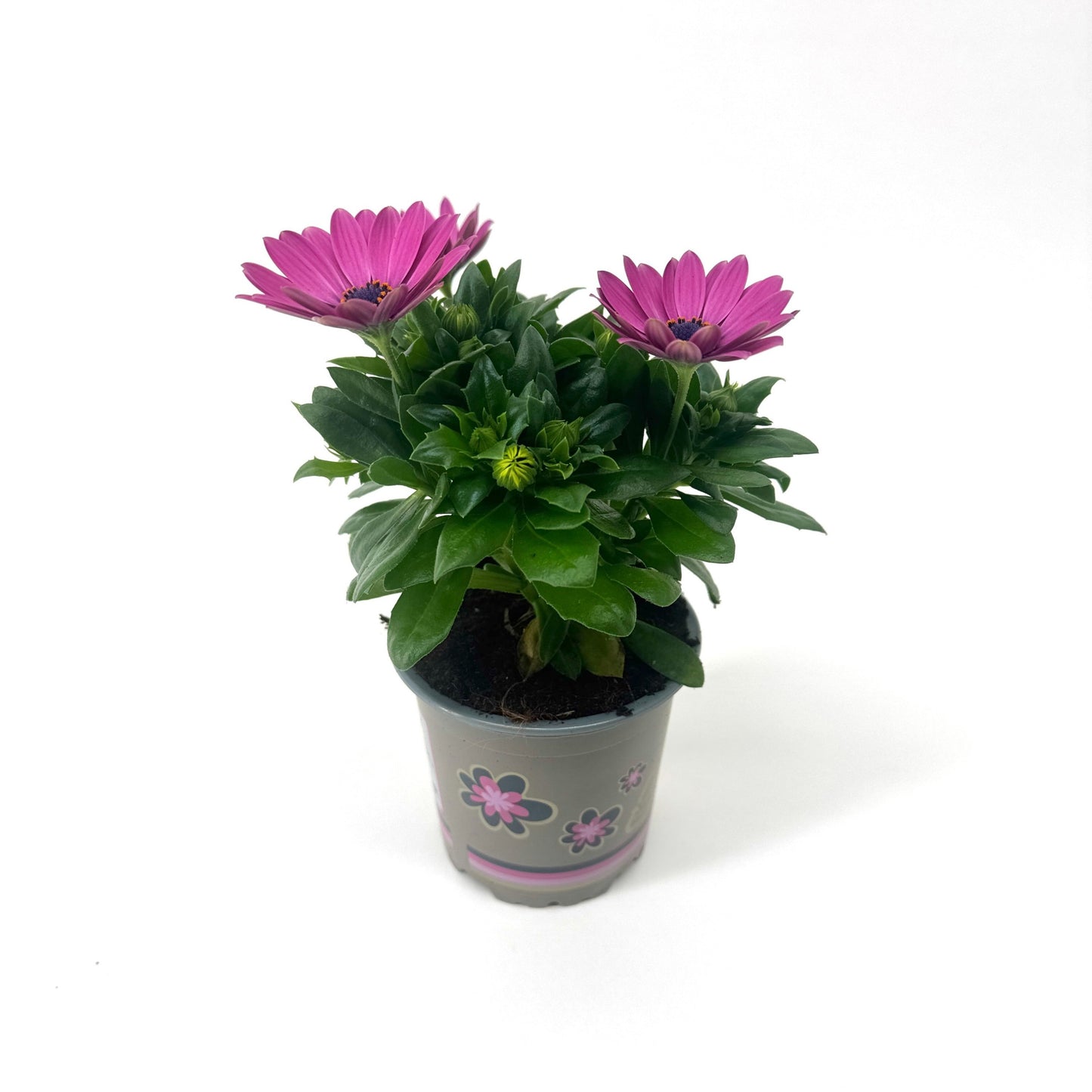 Osteospermum Senorita Davina 22cm 11cm Pot