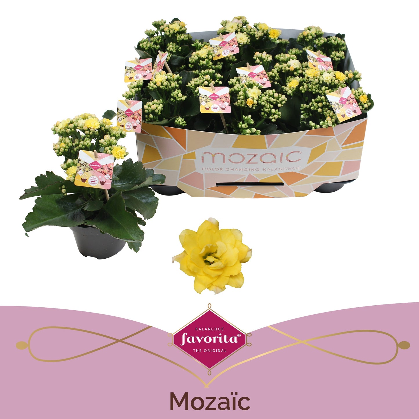 Vreugdenberg BV Kalanchoe Mozaic Patio Multi Tweed Pack of 8