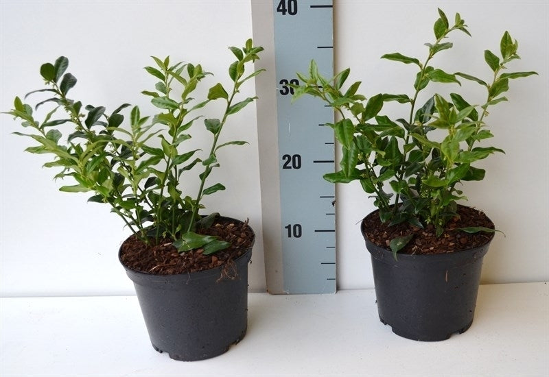 Sarcococca ruscifolia 25cm 17cm Pot