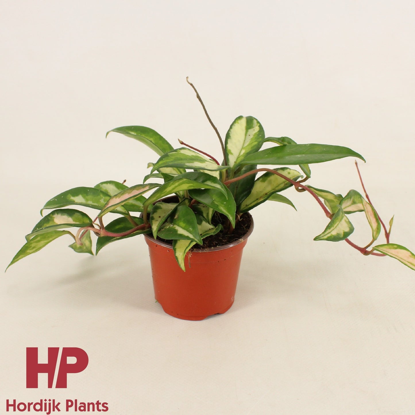 Hordijk Plants Hoya carnosa Tricolor Pack of 12