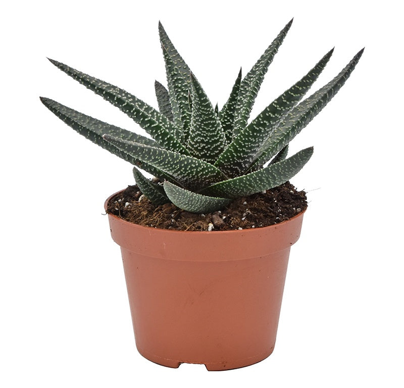 Gasterhaworthia Royal Highness 17cm 510cm Pot