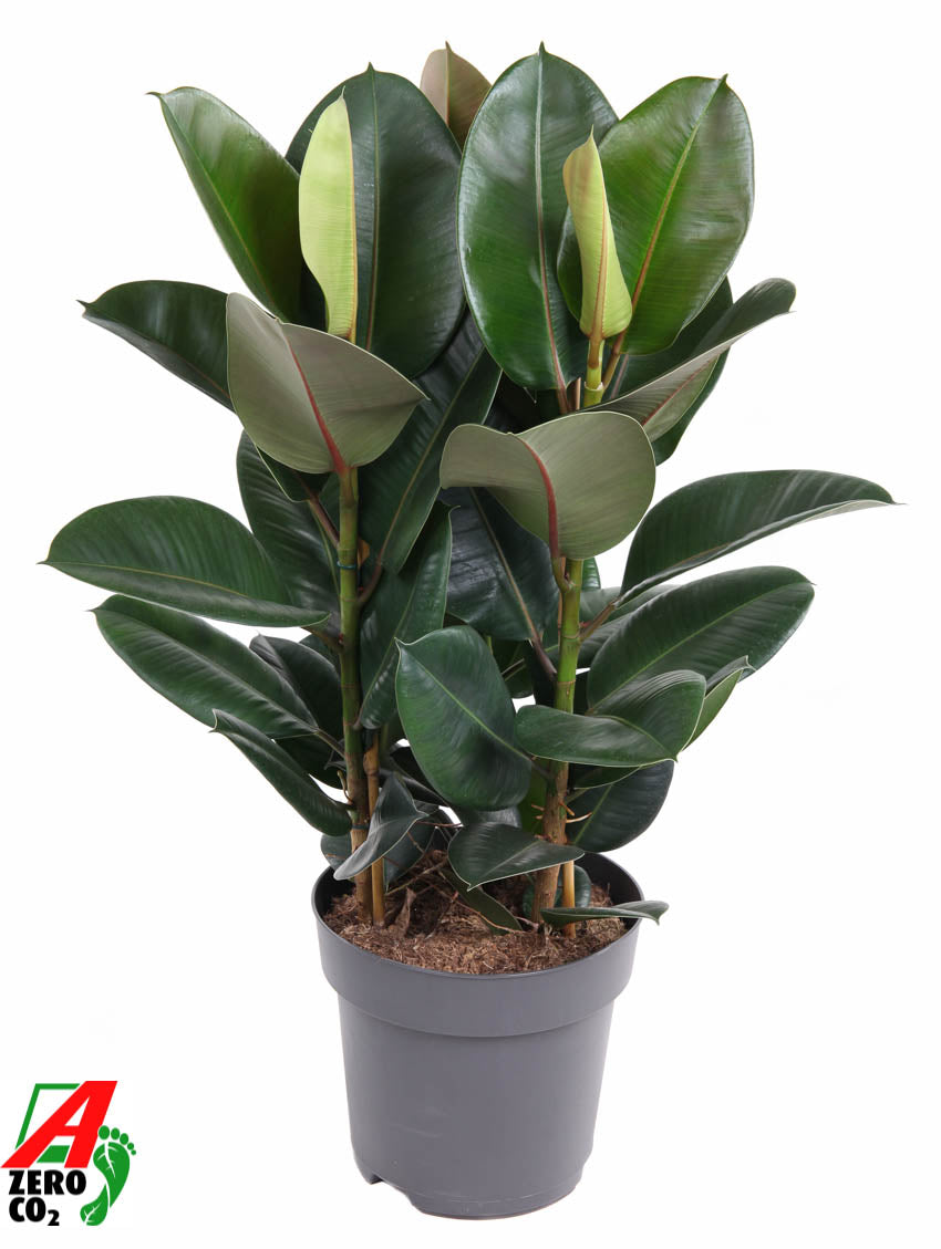 Ficus Robusta 100cm 27cm Pot