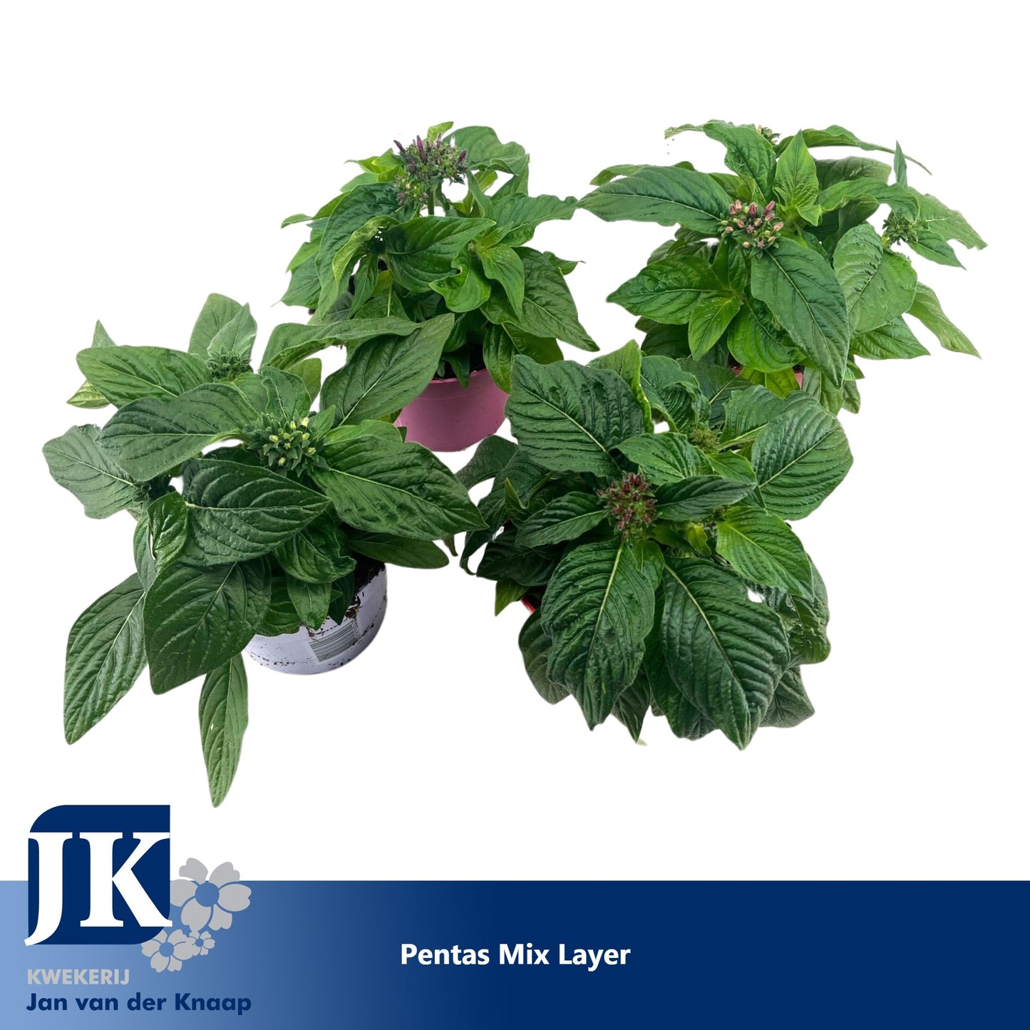 Pentas lanceolata 20cm 12cm Pot