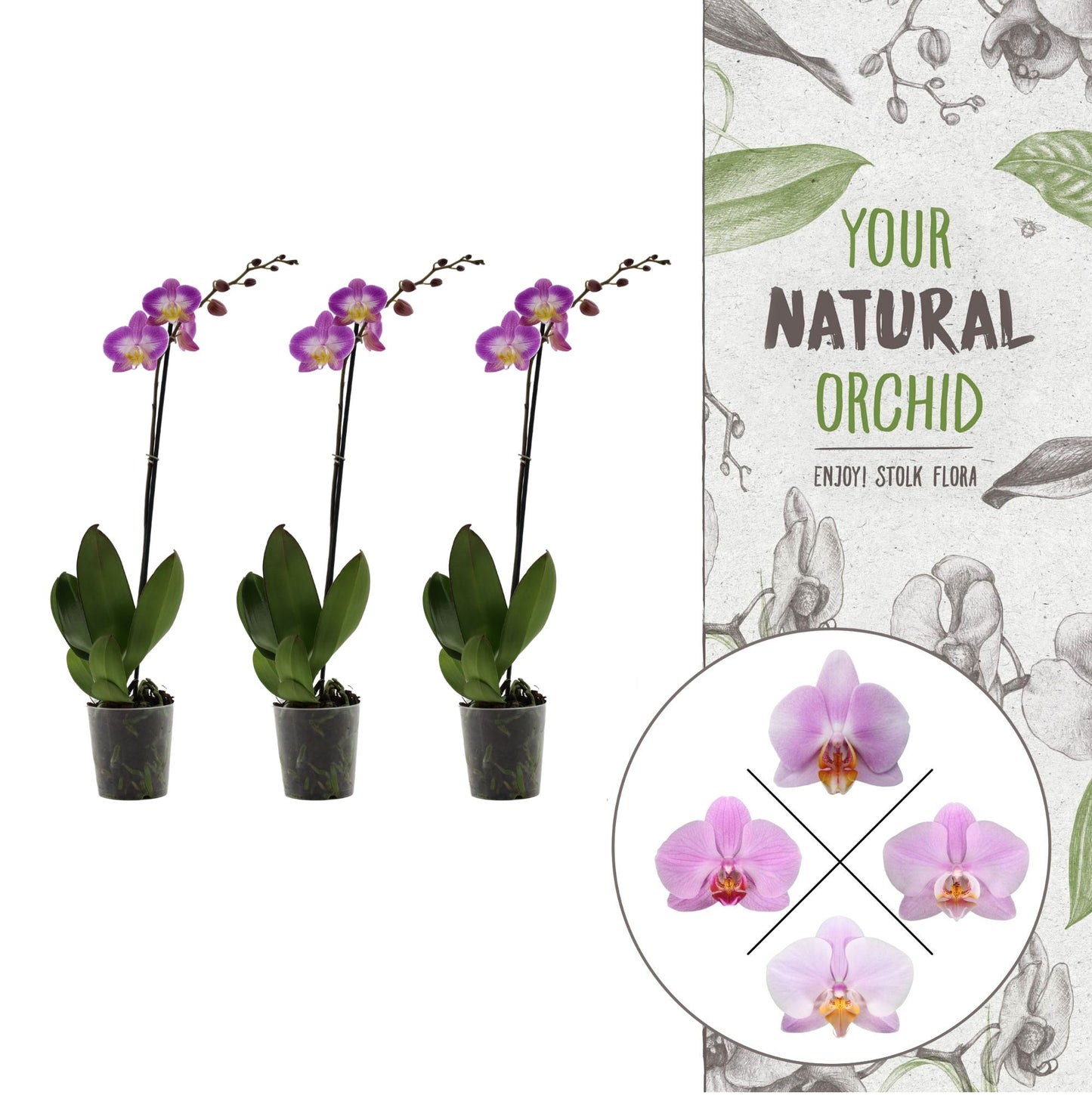 Phalaenopsis pink 60cm 12cm Pot