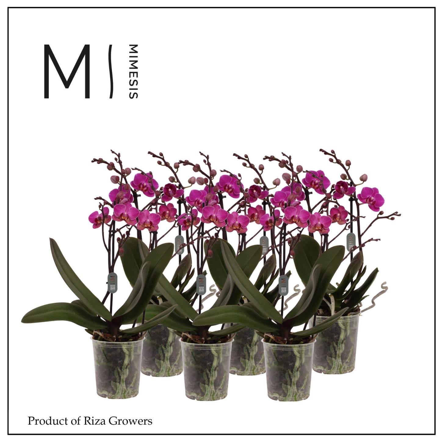 Riza Ter Laak Orchios Phalaenopsis Purple Pack of 10
