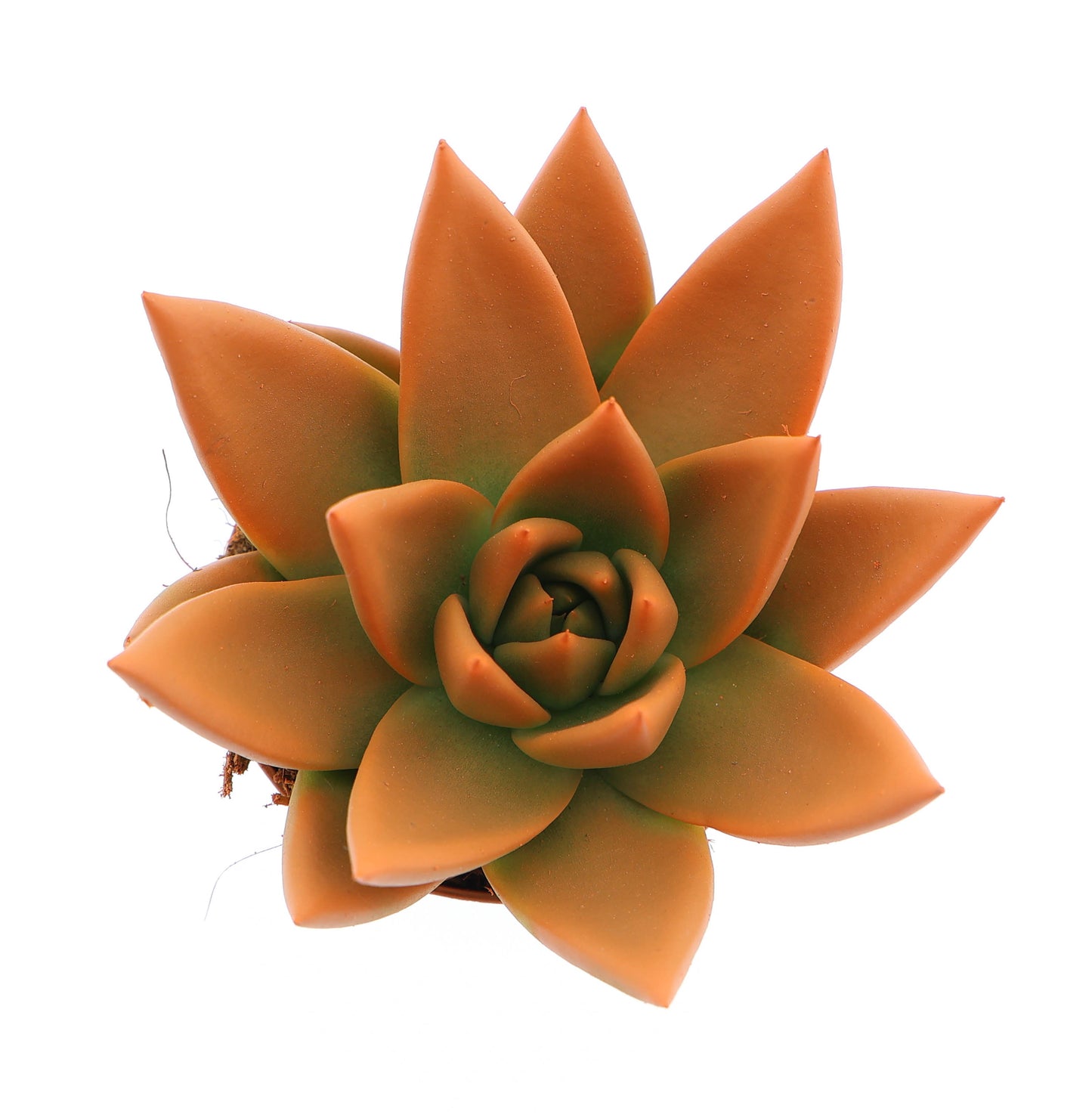 Euro Cactus Holland Bv Rainbow orange Pack of 16