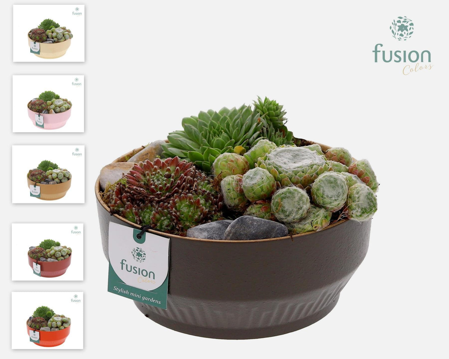 Sempervivum arrangement 15cm 20cm Pot