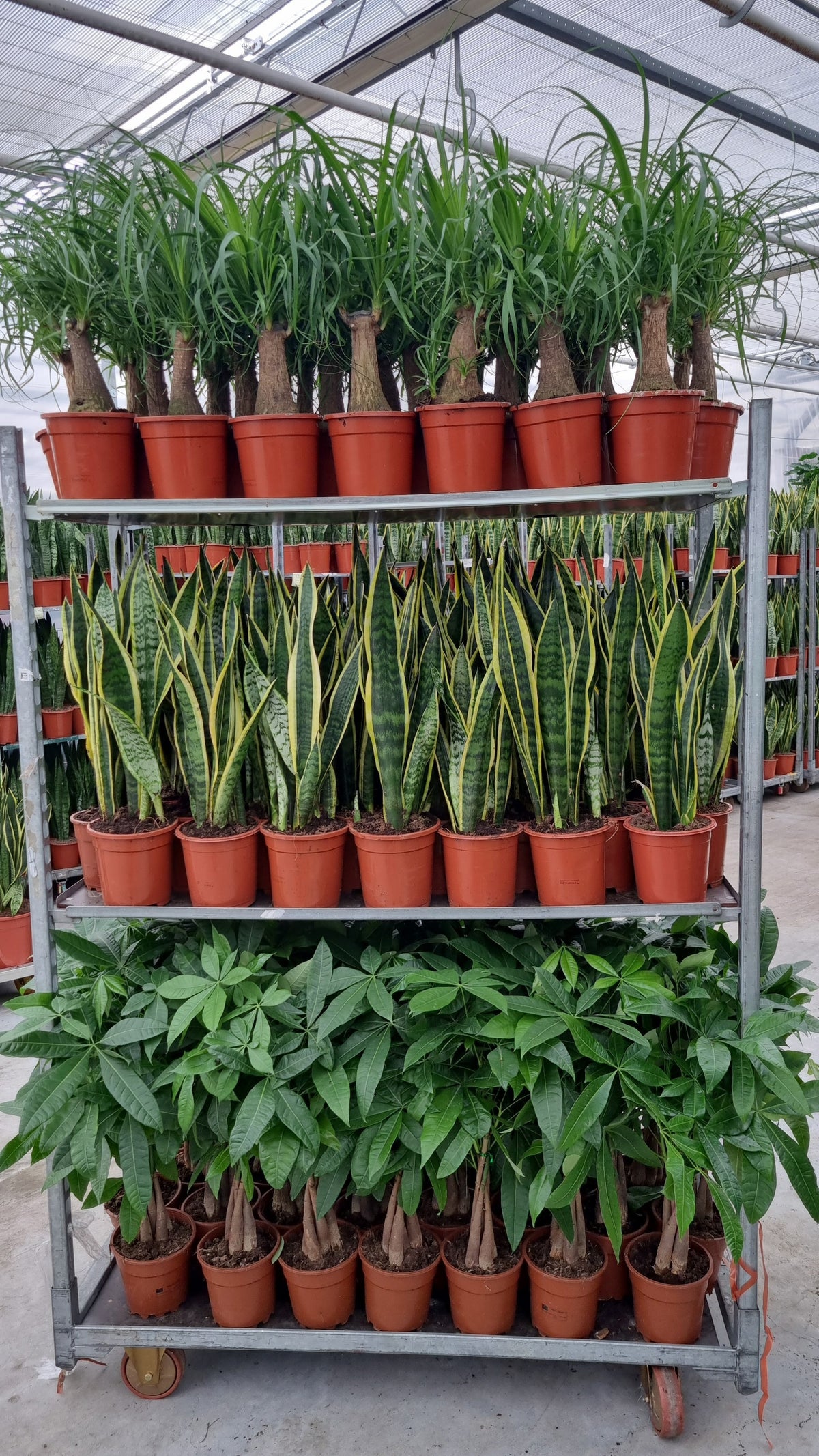 Foliage houseplants mix 50cm 17cm Pot