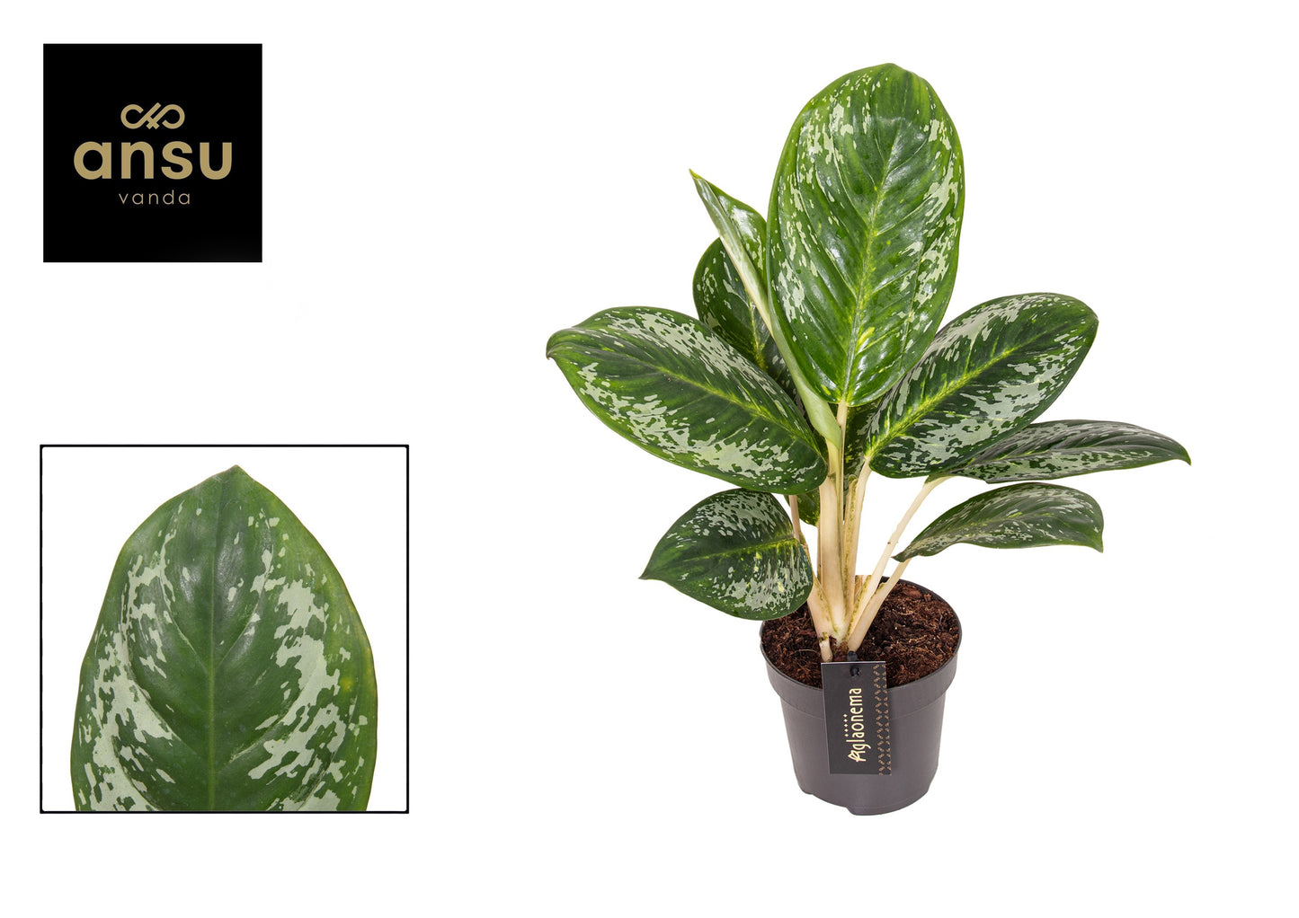 Aglaonema Venus 40cm 12cm Pot