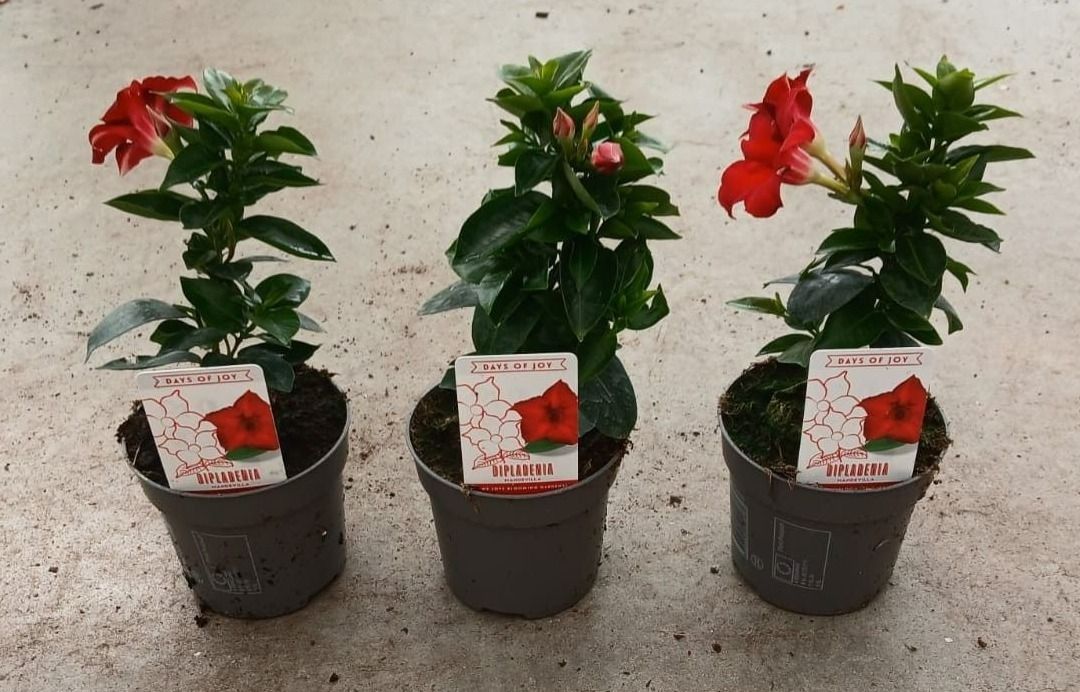 Mandevilla Rio Deep Red 23cm 510cm Pot