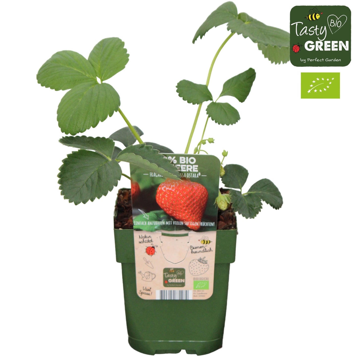 Fragaria ananassa (Strawberry) 30cm 13cm Pot