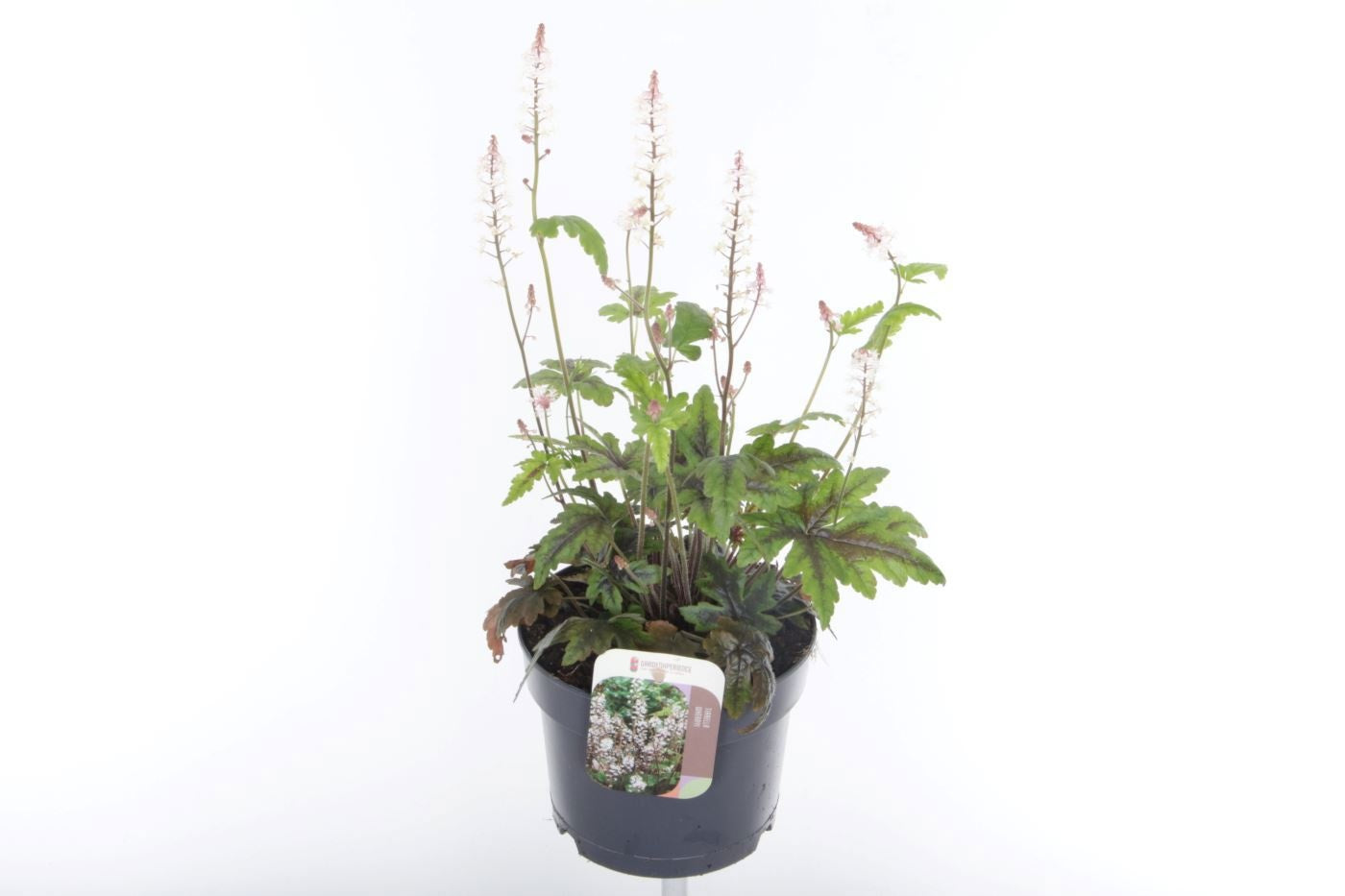 Tiarella wherryi 50cm 17cm Pot