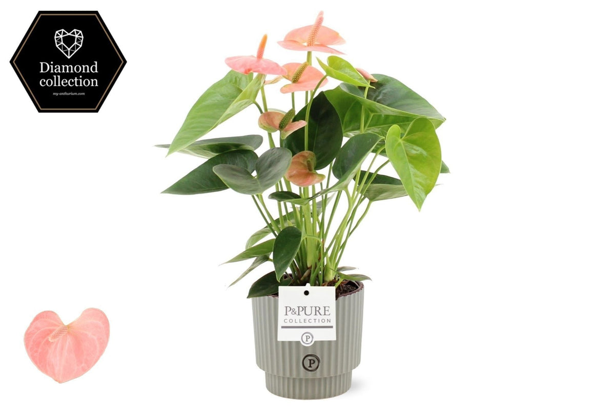 Anthurium Spirit 40cm 12cm Pot
