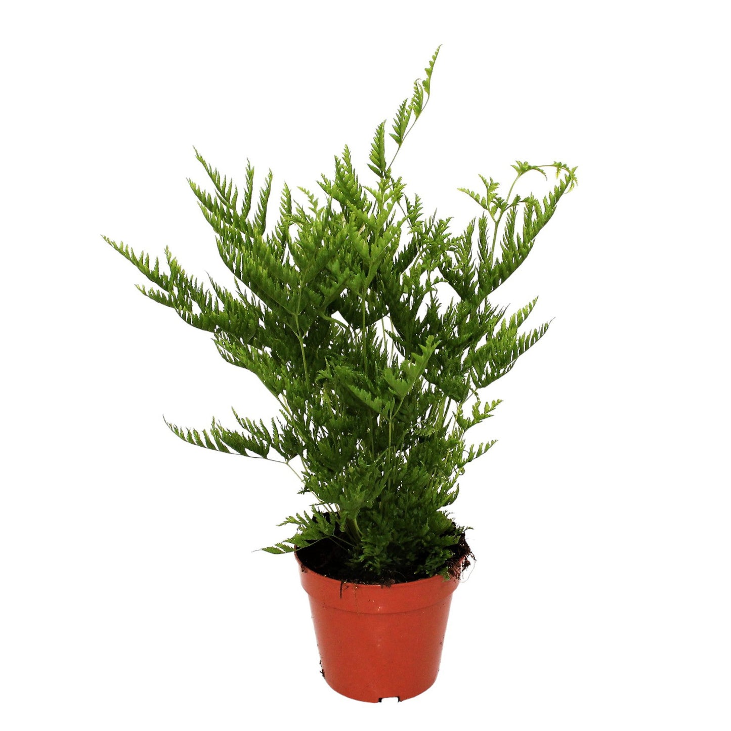 Pteris straminea 30cm 12cm Pot