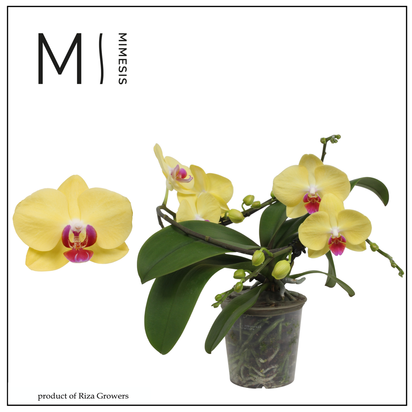 Riza Ter Laak Orchios Phalaenopsis Muse Yellow Pack of 3