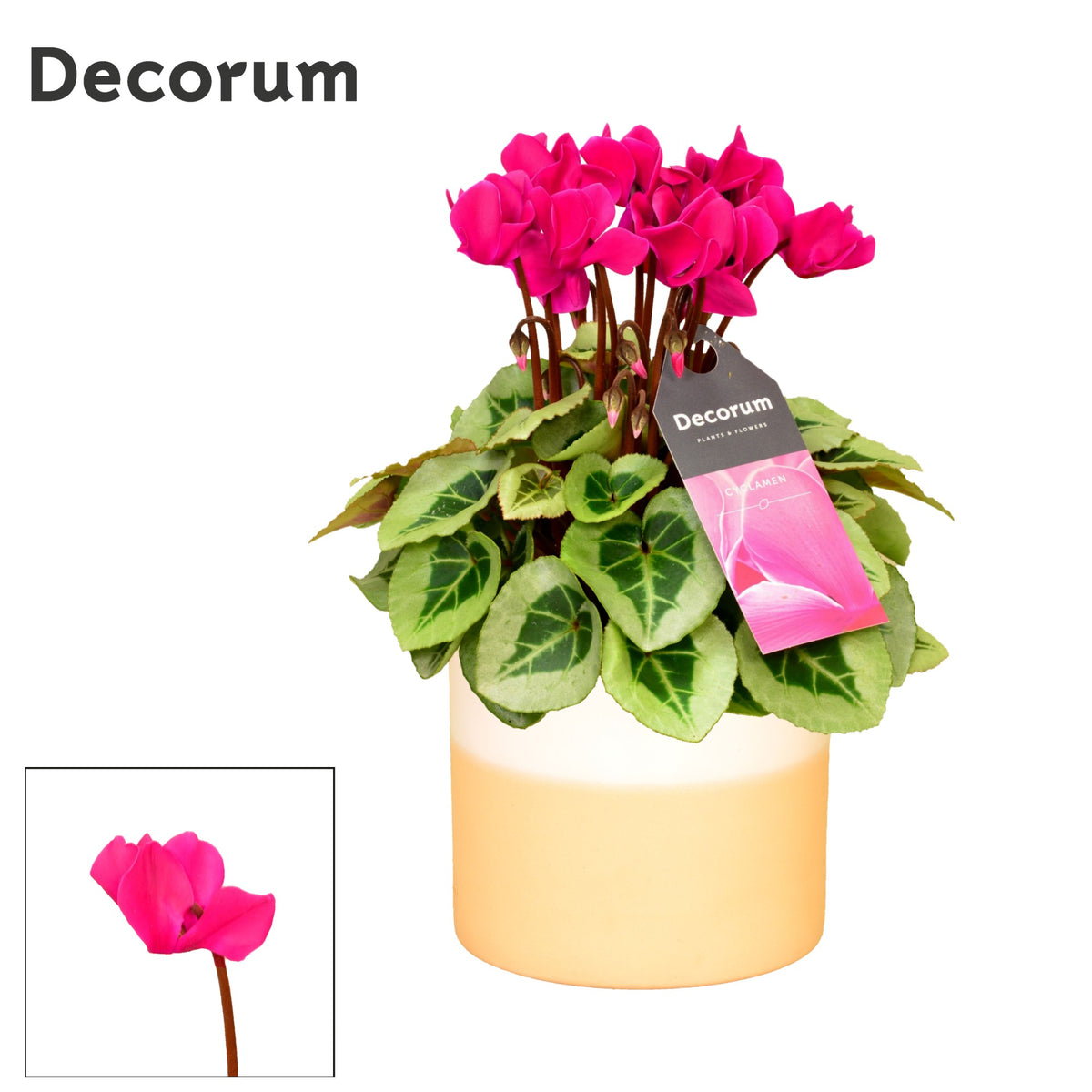Cyclamen Picasso pink (+ drp.Rosy) 30cm 14cm Pot