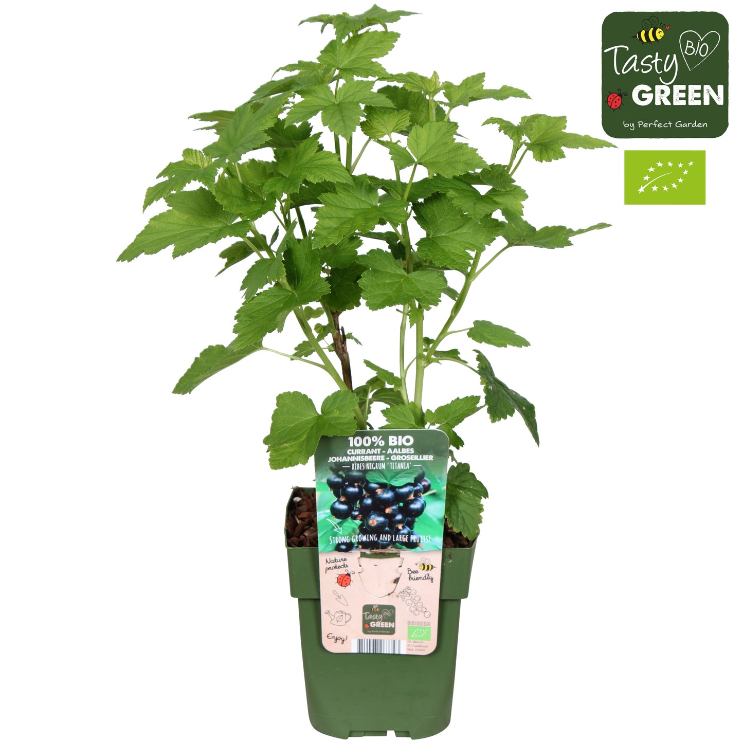 Ribes nigrum 30cm 13cm Pot