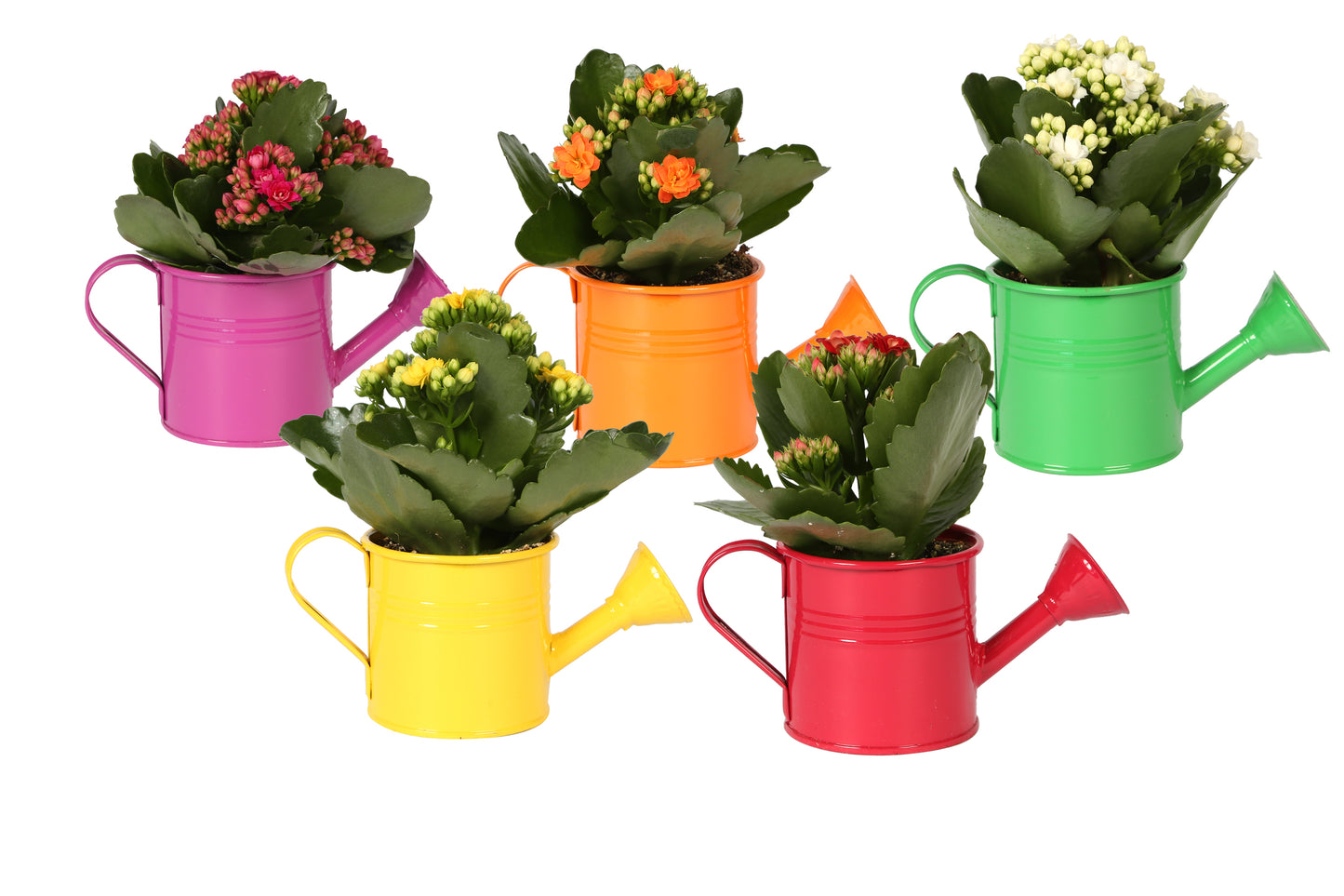Kalanchoe Rosalina mix 15cm 7cm Pot
