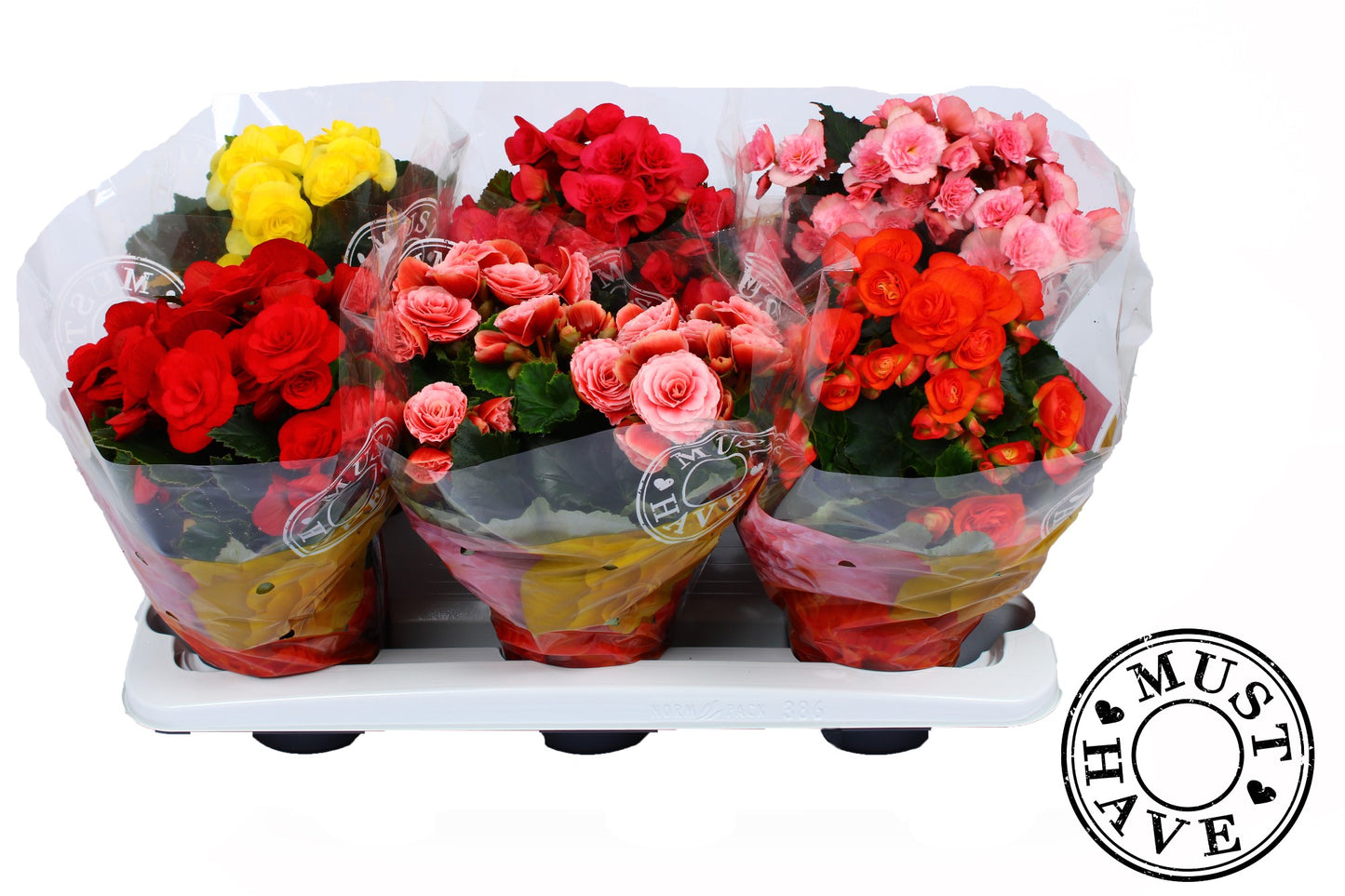 Begonia elatior mix 28cm 13cm Pot