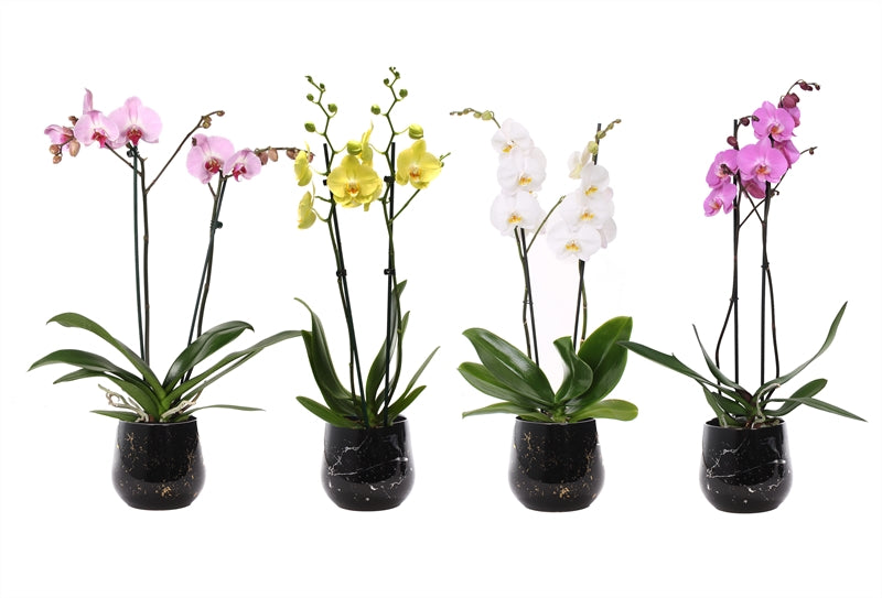 Phalaenopsis mix 55cm 12cm Pot