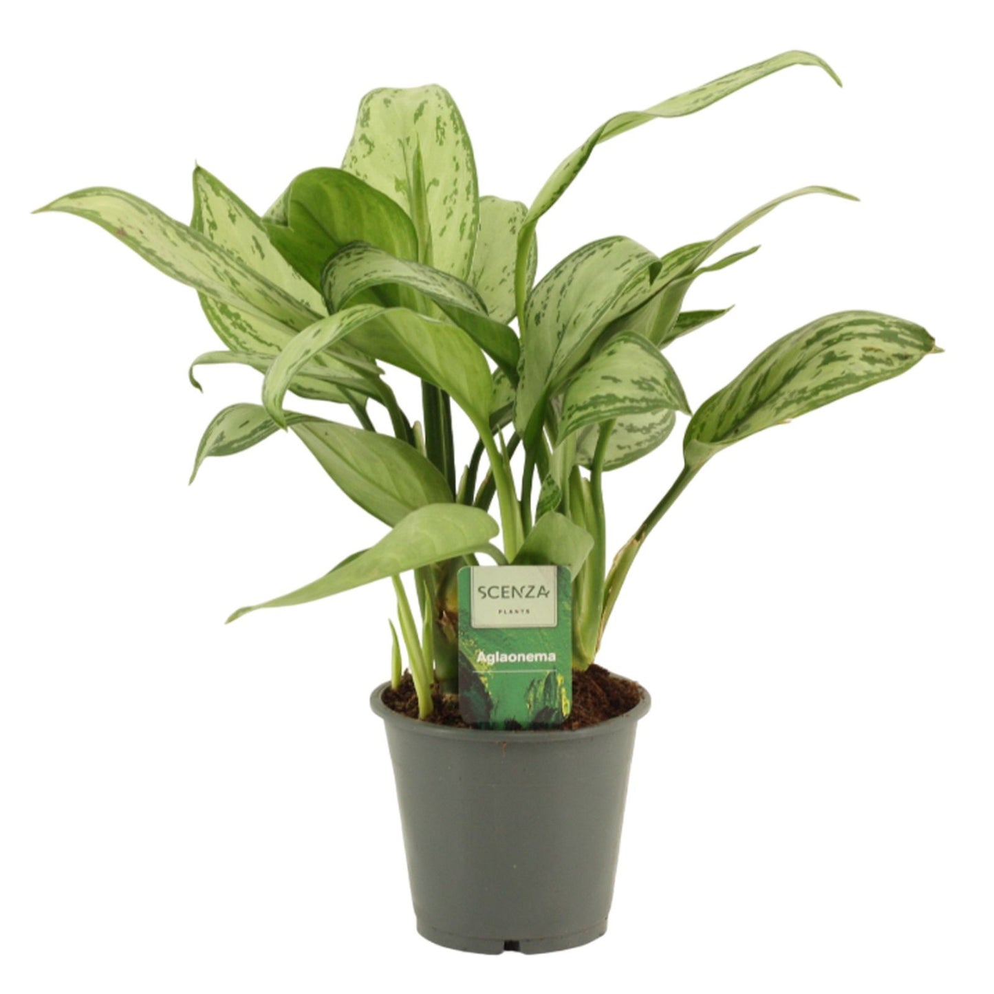 Aglaonema Maria Christina 35cm 12cm Pot