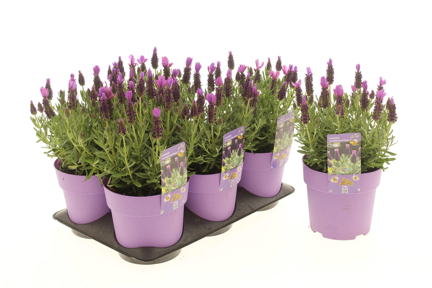 Lavandula st. Lovendula Purple 15cm 15cm Pot