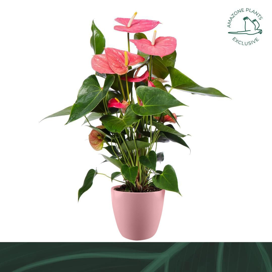 Amazoneplants BV Anthurium Colorado (+ drp.ceramic) Pack of 3