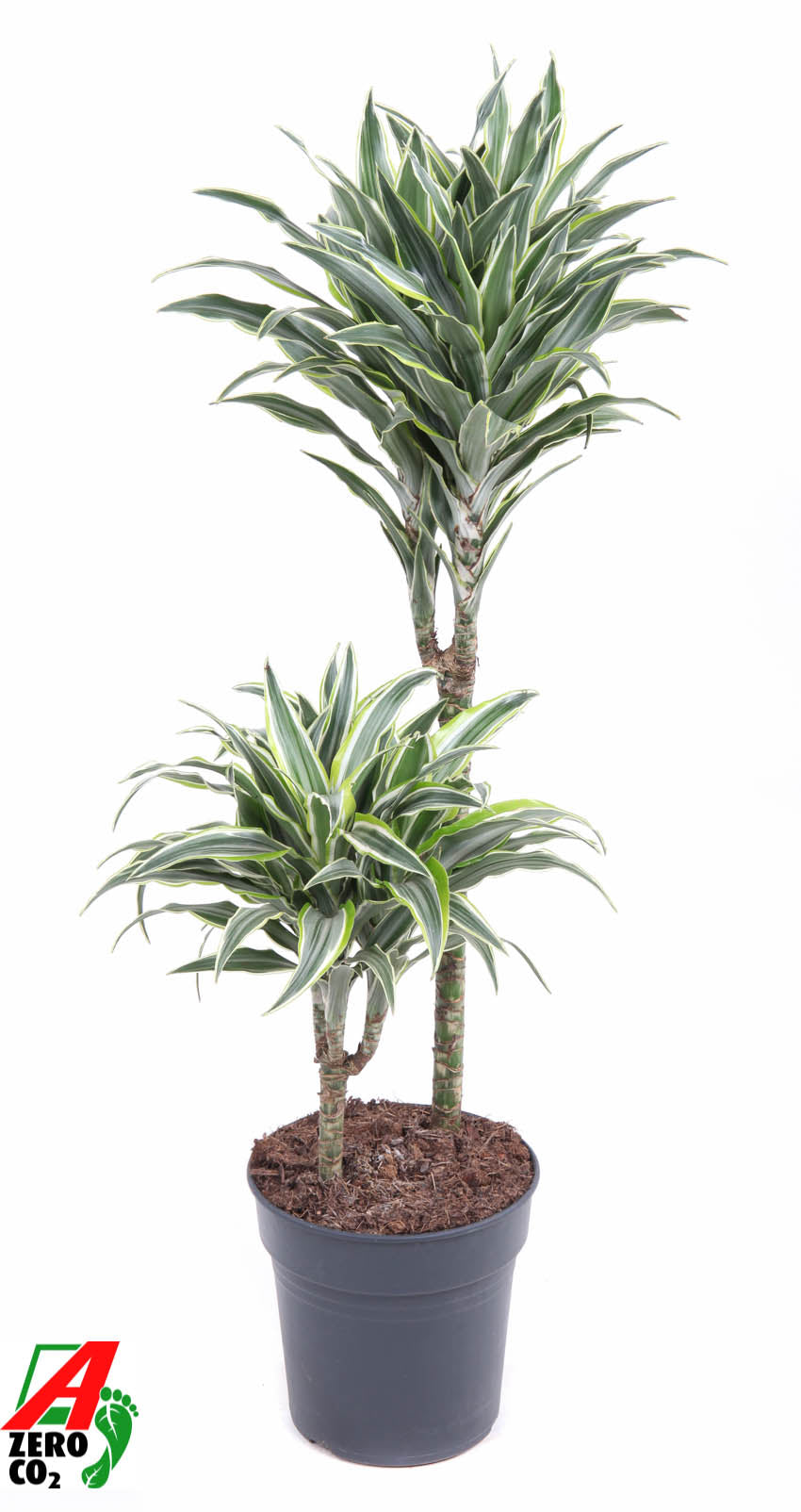 Dracaena fragrans Surprise 80cm 19cm Pot