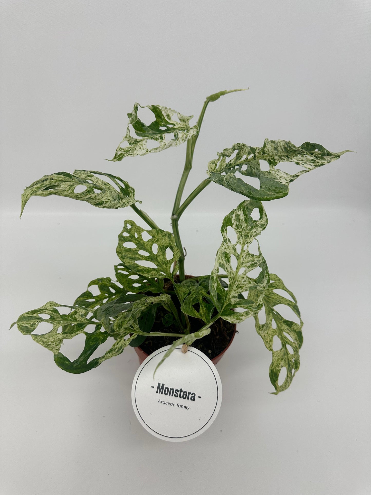 Monstera Frozen Freckles 25cm 12cm Pot
