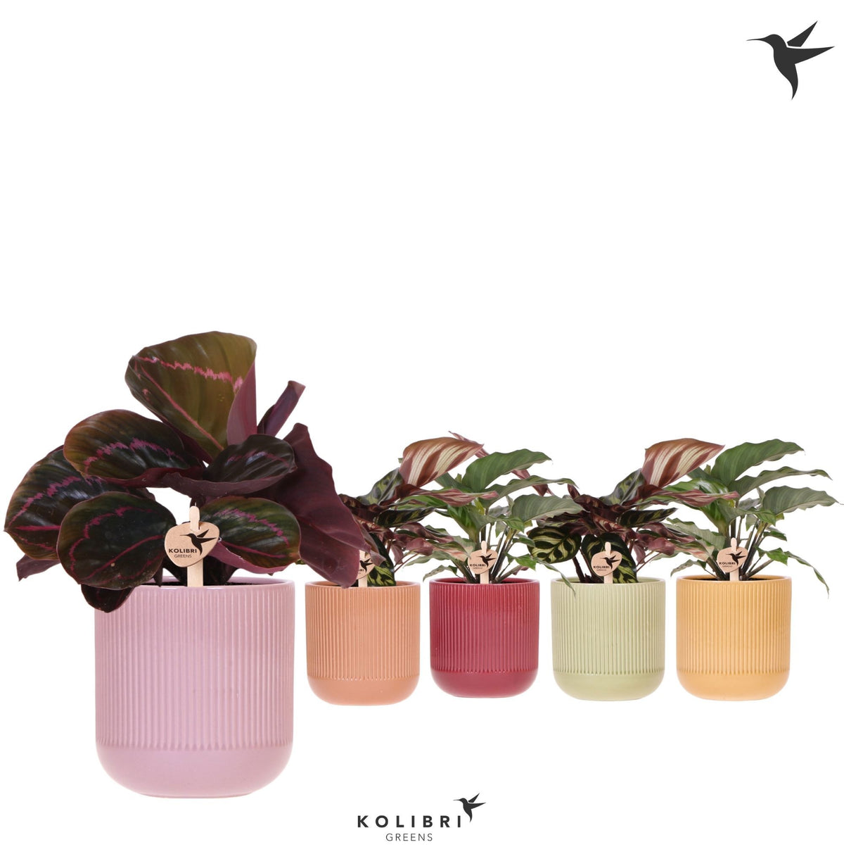 Calathea mix 26cm 9cm Pot