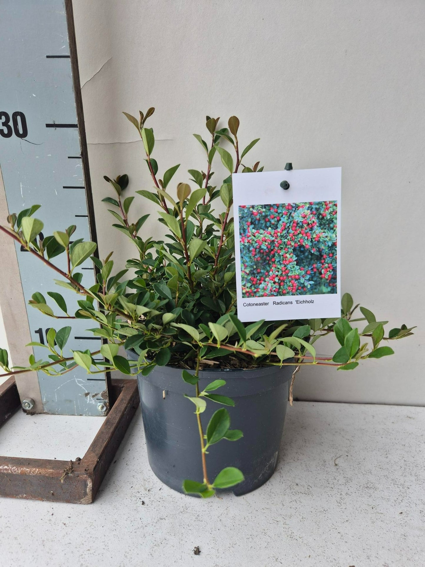 Roessel Tuinpl. VOF, B. v. Cotoneaster rad. Eichholz Pack of 1