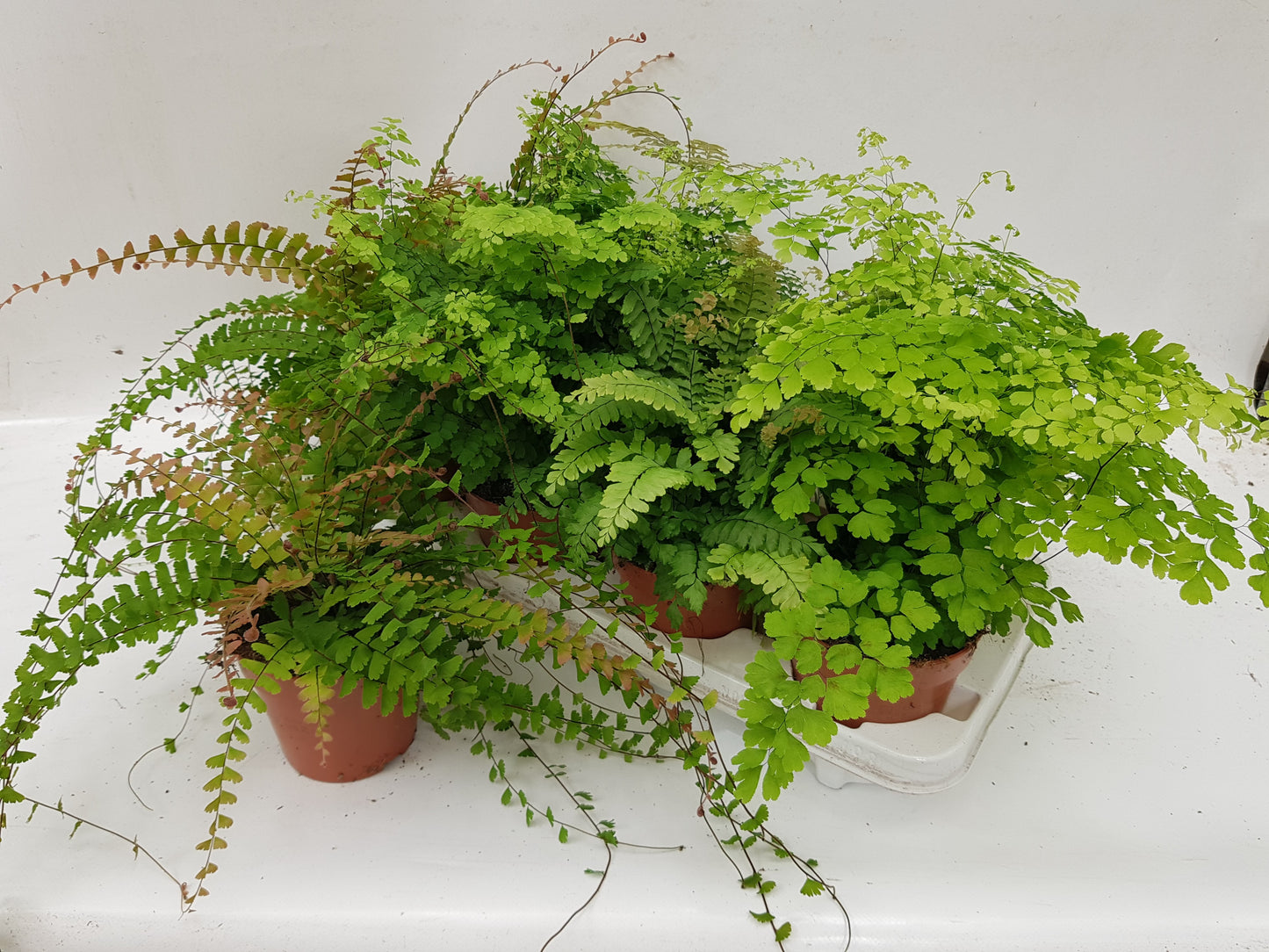Adiantum mix 30cm 12cm Pot